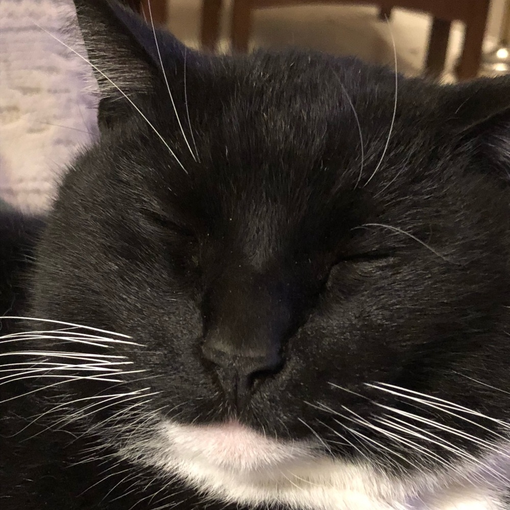 The cat isn’t actually for sale